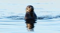 The Ladoga ringed seal swimming in the water. Blue water background.