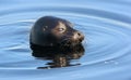 The Ladoga ringed seal swimming in the water. Blue water background. Royalty Free Stock Photo