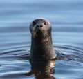 The Ladoga ringed seal swimming in the water. Front view. Blue water background.