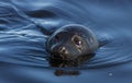 The Ladoga ringed seal swimming in the water. Front view. Blue water background.  Scientific name: Pusa hispida ladogensis. The Royalty Free Stock Photo