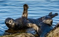 The Ladoga ringed seals .