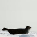 The Ladoga seal on ice. Royalty Free Stock Photo