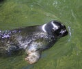 The ladoga seal Royalty Free Stock Photo