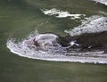 The ladoga seal Royalty Free Stock Photo