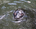 The ladoga seal Royalty Free Stock Photo