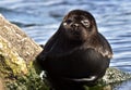 The Ladoga seal Royalty Free Stock Photo