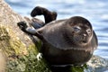 The Ladoga seal Royalty Free Stock Photo