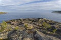 Small pines on the granite shore of Lake Ladoga.