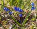 Ladoon ladona or ladock flower blue flowering Royalty Free Stock Photo