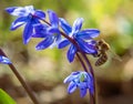 Ladoon ladona or ladock flower blue flowering Royalty Free Stock Photo