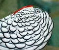 Lady Amherst Pheasant Royalty Free Stock Photo