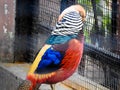 Lady Amherst\'s pheasant bird at Malsi, Dehradun City Zoo. Uttarakhand India