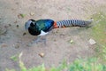 Lady Amherst`s Pheasant