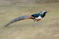 Lady Amherst`s Pheasant