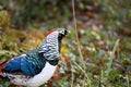 Lady Amherst`s pheasant profile Royalty Free Stock Photo