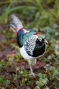 Lady Amherst`s pheasant profile Royalty Free Stock Photo