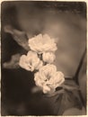 Lady Banks` Rose Rosa banksiae in antique old photograph style with cursive annotation label Royalty Free Stock Photo