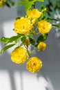 Lady Banks' roses (Rosa Banksiae Lutea) over uniform background