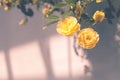 Lady Banks' roses (Rosa Banksiae Lutea) over uniform background