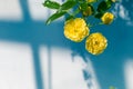 Lady Banks' roses (Rosa Banksiae Lutea) over uniform background