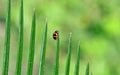 Lady beetle Royalty Free Stock Photo