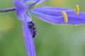 Lady Beetle on Purple Camas Flower 03