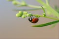 Lady-beetle Royalty Free Stock Photo