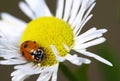 Lady-beetle Royalty Free Stock Photo