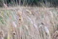 Lady Beetle in barley fields Royalty Free Stock Photo