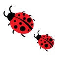 Lady Beetle Bug. ladybug or lady bird on white background Royalty Free Stock Photo