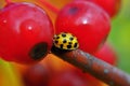 Lady Beetle Bug macro Royalty Free Stock Photo
