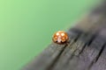 The lady beetle Calvia decemguttata Royalty Free Stock Photo