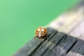The lady beetle Calvia decemguttata Royalty Free Stock Photo