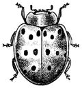 Lady beetle I Antique Animal Illustrations Royalty Free Stock Photo