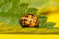 Lady Beetle Pupa in the Family Coccinellidae on a leaf