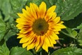 Lady beetle on a sunflower