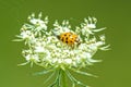 Lady beetle on a wild carrot Royalty Free Stock Photo