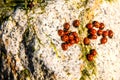 Lady beetles on a rock Royalty Free Stock Photo