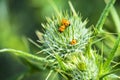 Lady beetles on a thistle Royalty Free Stock Photo