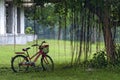 Lady Bike under the tree in a public park in rainy season Royalty Free Stock Photo