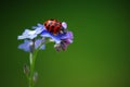 Lady Bird Royalty Free Stock Photo