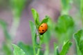 Lady Bird Beetle on Green Leaf 02 Royalty Free Stock Photo