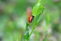 Lady Bird Beetle on Green Leaf 03 Royalty Free Stock Photo