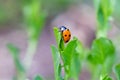 Lady Bird Beetle on Green Leaf 04 Royalty Free Stock Photo