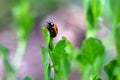 Lady Bird Beetle on Green Leaf 05 Royalty Free Stock Photo