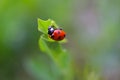 Lady Bird Beetle on Green Leaf 10 Royalty Free Stock Photo