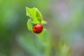 Lady Bird Beetle on Green Leaf 13 Royalty Free Stock Photo