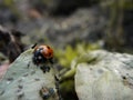 Lady Bird feeding aphid in Vicia faba bean leaf Royalty Free Stock Photo