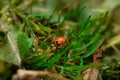 Lady Bird On A Green Grass Macro Royalty Free Stock Photo