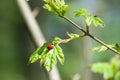 Lady bird on green leaf Royalty Free Stock Photo